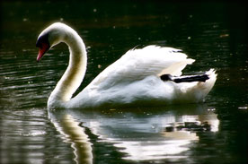 swan